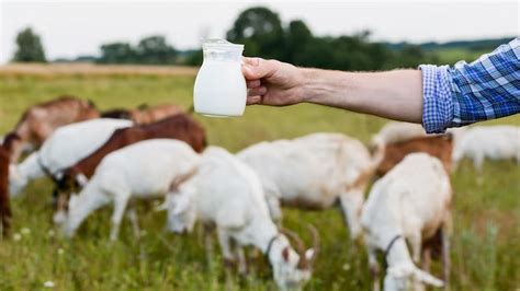 What Are The Health Benefits of Sheep Milk? – NutritionFact.in