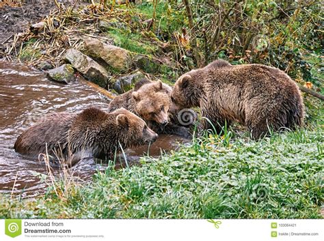 Three bears stock image. Image of mammal, wildlife, discussing - 103064421