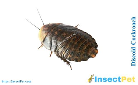 Discoid Roaches (Blaberus discoidalis) - Identification, Uses, Breeding, and Other Facts