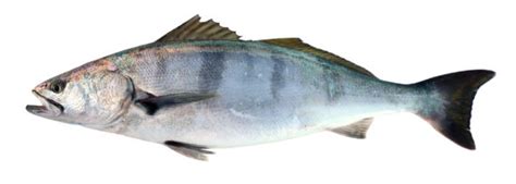 White Seabass | Mexico – Fish, Marine Life, Birds and Terrestrial Life