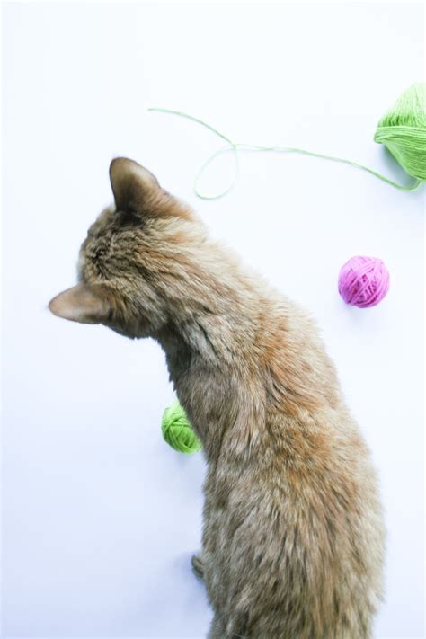 DIY Catnip Yarn Ball