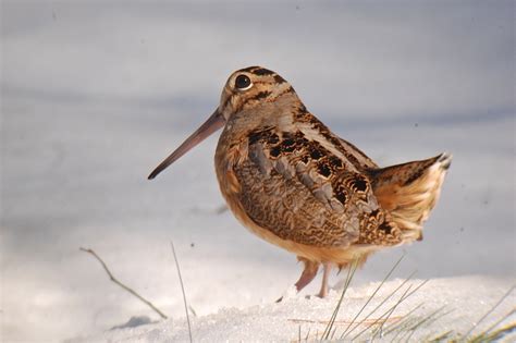 The Woodcock Sky Dance | Mass Audubon – Your Great Outdoors