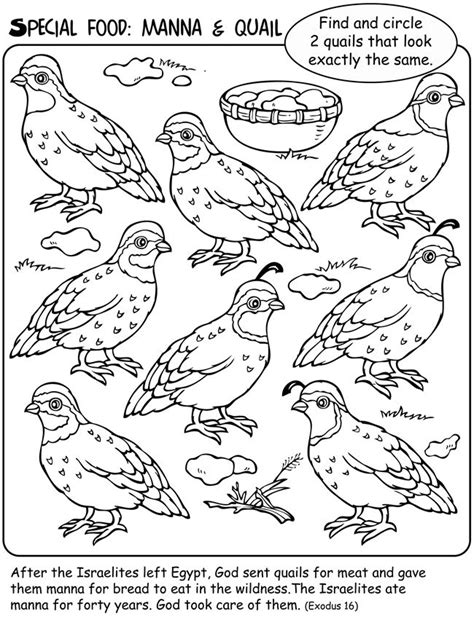 Manna & Quail - Coloring Page - SundaySchoolist