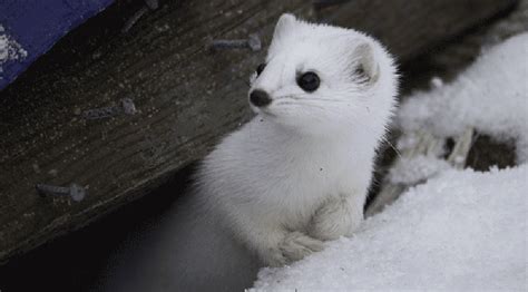 Kodiak Short-tailed Weasel (Mustela ermine kadiacensis) - Robin Barefield