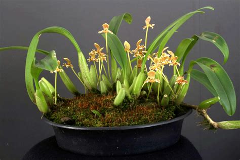 Bulbophyllum Orchids — Nambour Orchid Society