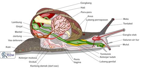 Struktur tubuh mollusca | Biologi, Tentakel, Cangkang