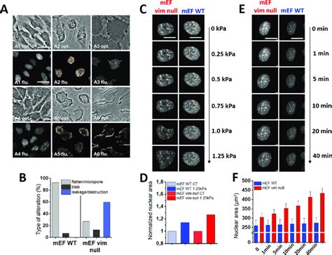 Compression-mediated alterations of the nuclei of wild type mEF cells... | Download Scientific ...