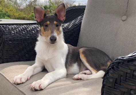 Dog Smooth Collie: traits and pictures