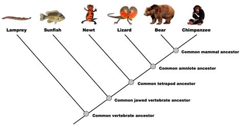 Common Ancestors Definition Biology