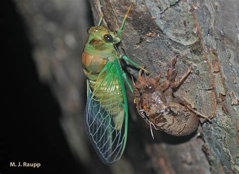 Dog days and their cicadas, Neotibicen (formerly Tibicen ) species ...