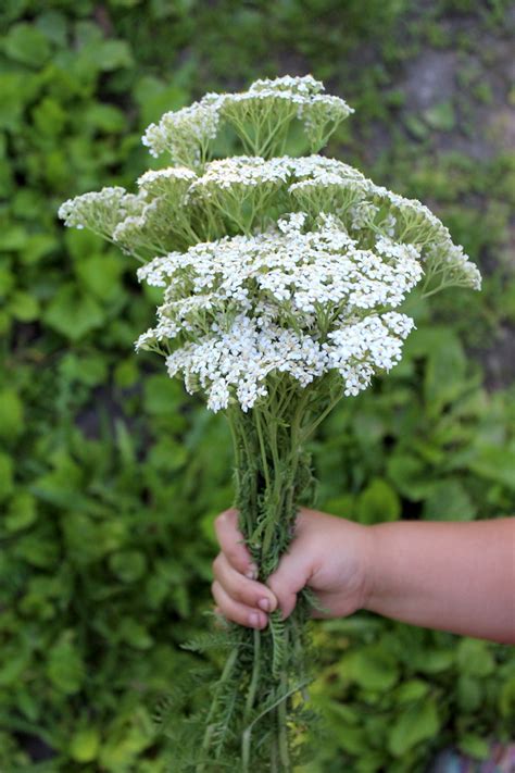 Foraging and Using Yarrow (Achillea millefolium) — Practical Self Reliance