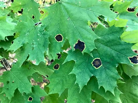 Black Spots on Maple Leaves? Here's What You Should Do