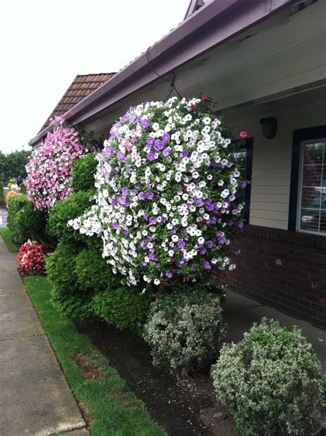 Garden Ideas Hanging Baskets - Resipes my Familly