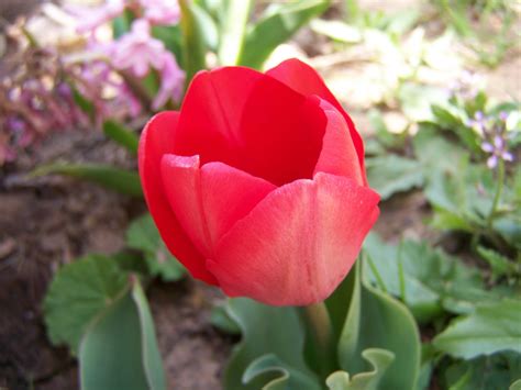 Gardening and Flowers: Beautiful Red Tulip Flowers