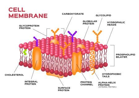 Quiz & Worksheet - Cell Membrane Structure & Properties | Study.com