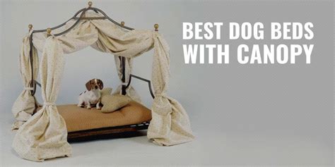 10 Best Dog Beds with Canopy – Indoor, Outdoor, Elevated & FAQs