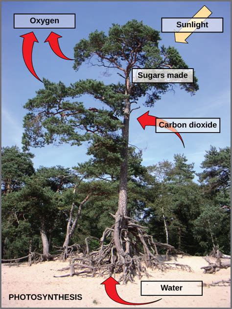 5.1: Overview of Photosynthesis – Concepts of Biology-1st Canadian ...