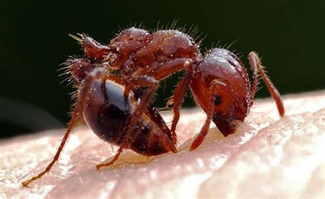 Fire Ants - Ouches & Facts - Clark's Pest