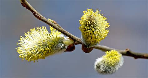 Catkin Flowers-cs