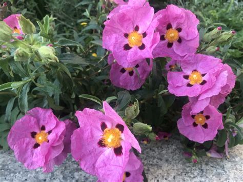 Rock Rose (Cistus purpureus) | Online Flower Garden