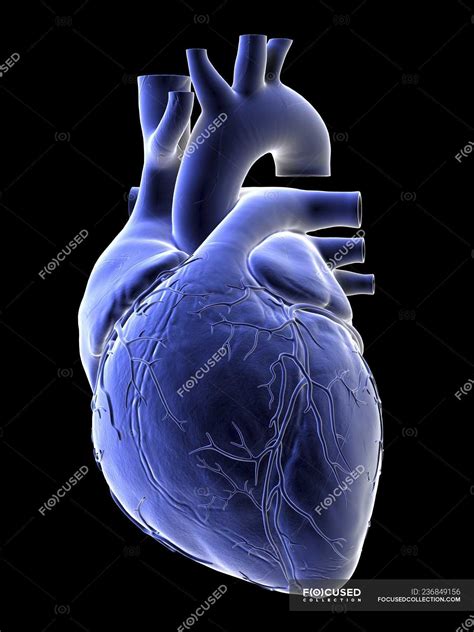 Illustration of blue human heart on black background. — anatomical ...