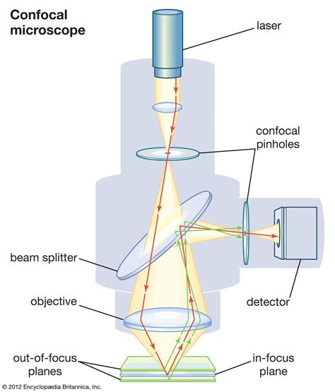 confocal light microscope | Decoratingspecial.com