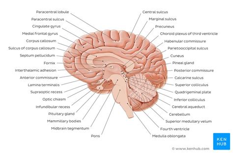 39 midsagittal brain diagram