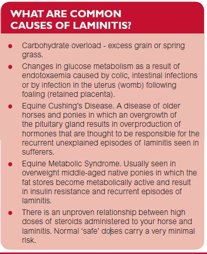 Laminitis - An Overview, Essential Reading | Everything Horse