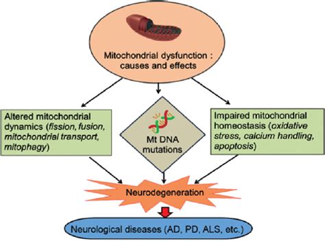 Causes and role of mitochondrial dysfunction in neurodegenerative ...