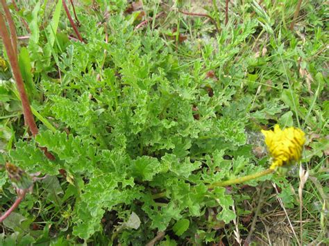 New Horse Owners: Do you know how to identify Ragwort?