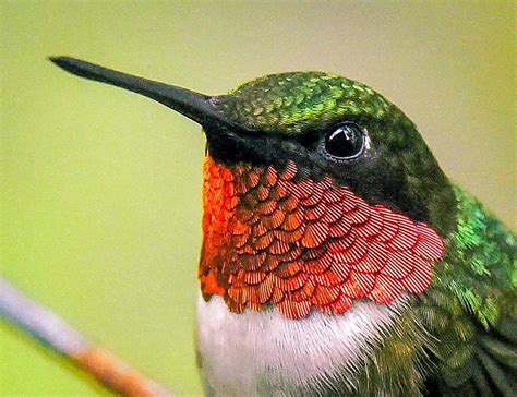 Close-Up Of Male Ruby-Throated Hummingbird In Silver Springs - Ocala ...