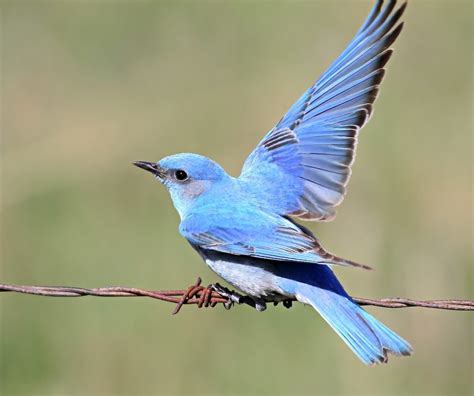 20 Beautiful Pictures of Bluebirds - Birds and Blooms