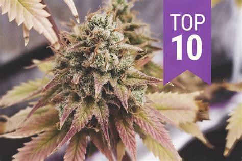 Top 10 High-THC Strains of 2021 - RQS Blog