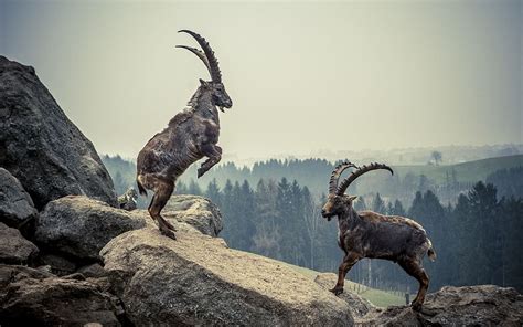 Goat 1080P, 2K, 4K, 5K HD wallpapers free download | Wallpaper Flare