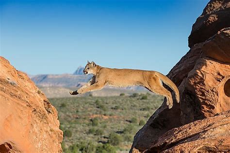 10 Animals Found in Utah - WorldAtlas.com