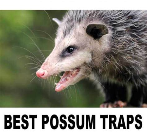 Top-3 possum traps to surely catch a possum