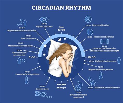 What Is Your Circadian Rhythm and How Can You Reset It | Mother Of Health