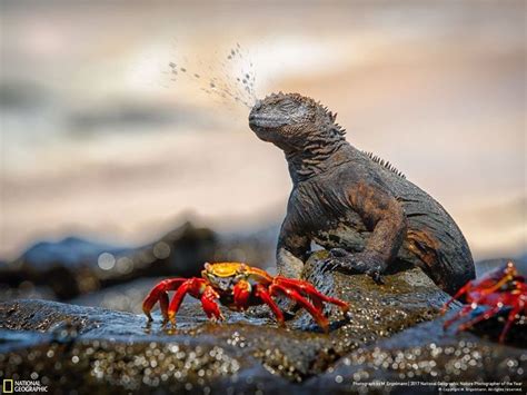 Winners Of The 2017 Nat Geo Nature Photographer Of The Year Contest Will Take Your Breath Away ...