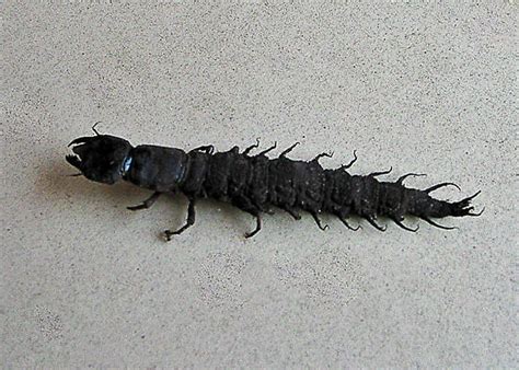 Dobsonfly Larvae