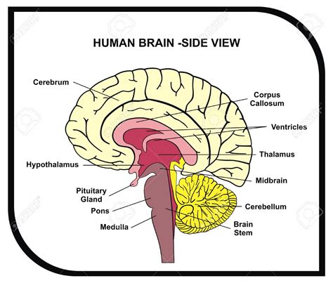 Simple Drawing Of Brain at GetDrawings | Free download