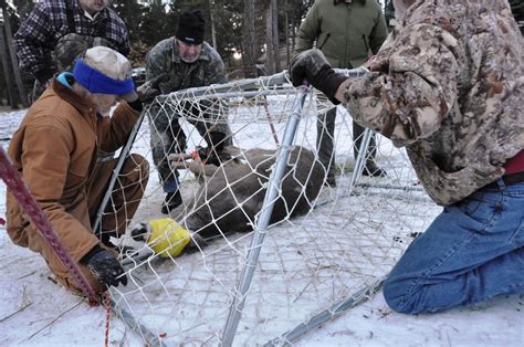 Deer trapping for research - Jan. 24, 2013 | The Spokesman-Review