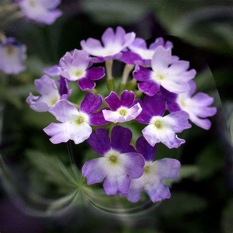 Purple Verbena Art | Purple, Verbena, Perennials