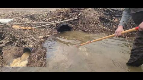 My new potato rake Big lake beaver clogged the drain pipe. removing the beaver blockage. - YouTube