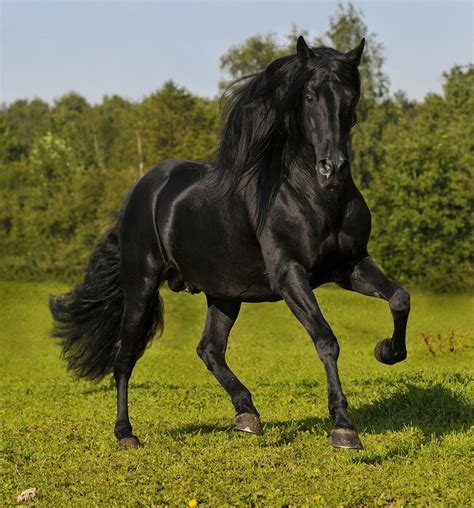 Andalusian Horse Breed Information, History, Videos, Pictures