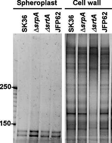 Examination of protein localization in S. sanguinis. Tenmicrogram... | Download Scientific Diagram