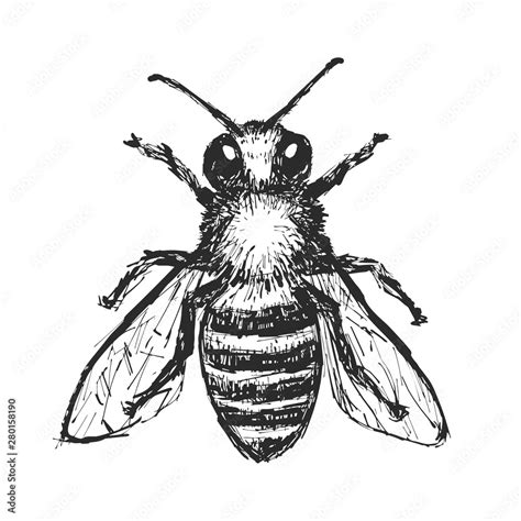 Hand Drawn Honey Bee. Black Bee Illustration On White Background ...