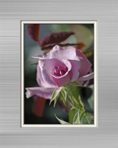 Rose in Shadow Digital Art by Kenneth Hein - Fine Art America