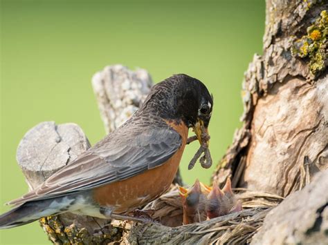 What Do American Robins Eat? | Birdfact