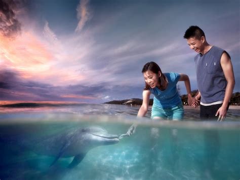 Wild Dolphin Feeding Experience | Tangalooma Island Resort