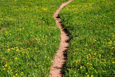 Trail Through Meadow | San Juan Mountains, Colorado | Mountain Photography by Jack Brauer